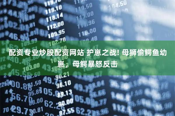 配资专业炒股配资网站 护崽之战! 母狮偷鳄鱼幼崽，母鳄暴怒反击