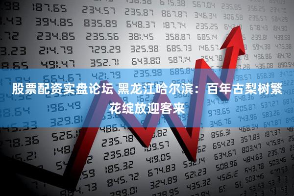 股票配资实盘论坛 黑龙江哈尔滨：百年古梨树繁花绽放迎客来